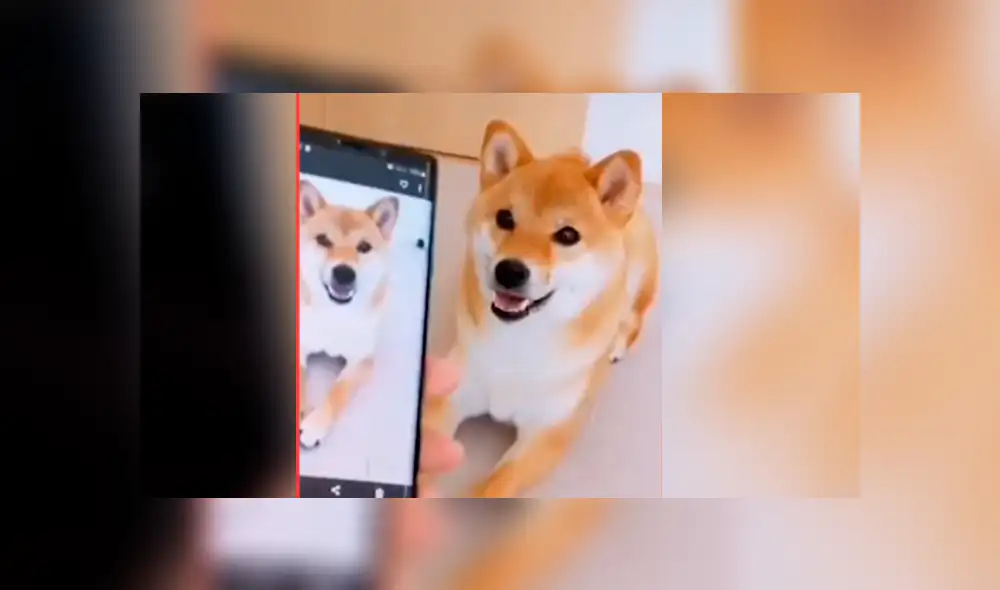 Perro sorprendió a miles al ser captado imitando las poses de las fotos que le muestran Perro sorprendió a miles al ser captado imitando las poses de las fotos que le muestran