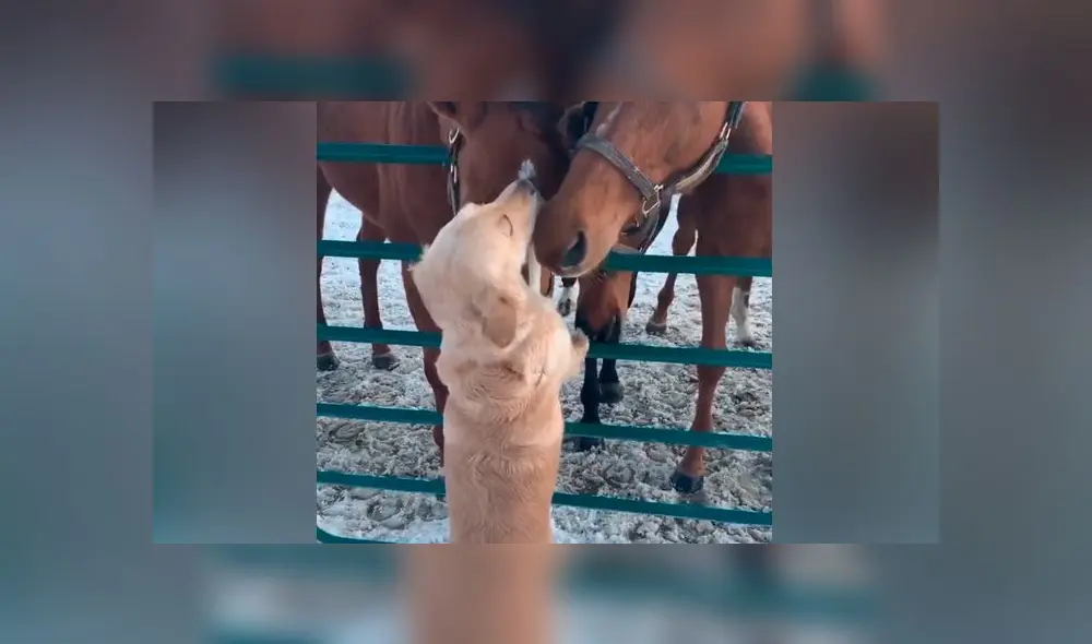 Desliza las imágenes para ver la emotiva escena que protagonizó un perro con sus amigos equinos. Foto: Storyful Rights Management Desliza las imágenes para ver la emotiva escena que protagonizó un perro con sus amigos equinos. Foto: Storyful Rights Management