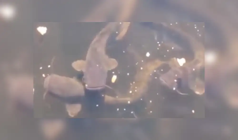 YouTube: ¿Pescador captura a extrañas especies en río de Chérnobil?