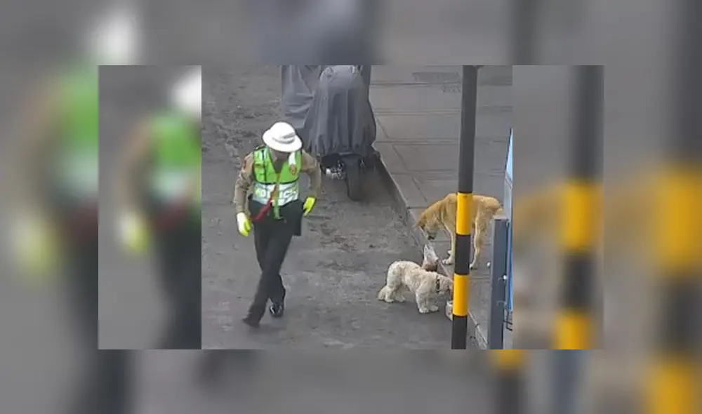 PNP-Perritos PNP-Perritos