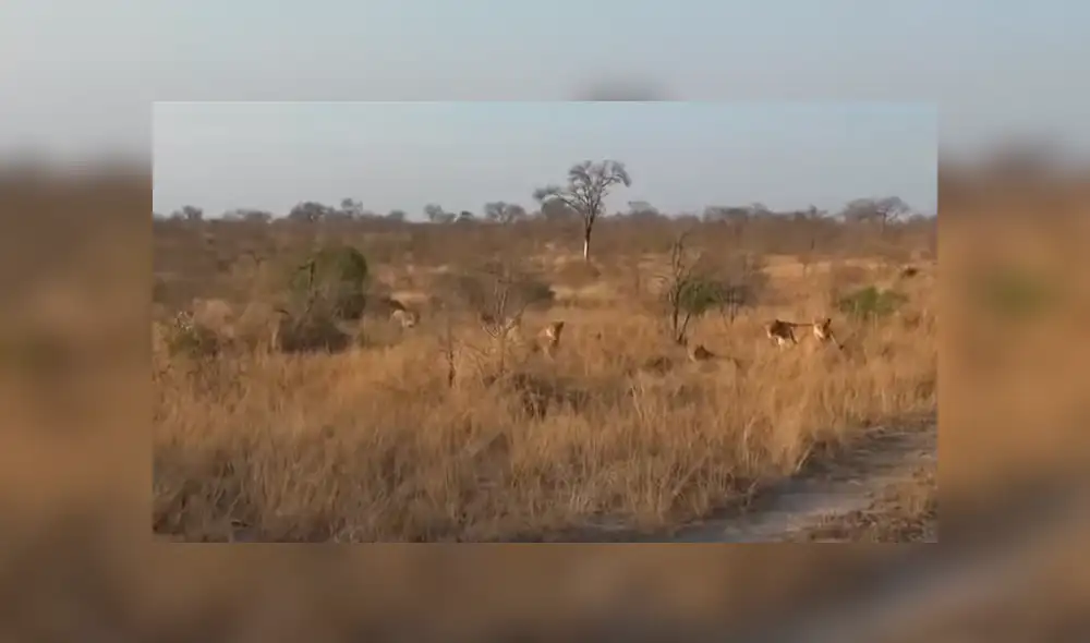 Hombre vive terrorífico momento al quedar frente a frente de leones camuflados entre la hierba. Hombre vive terrorífico momento al quedar frente a frente de leones camuflados entre la hierba.