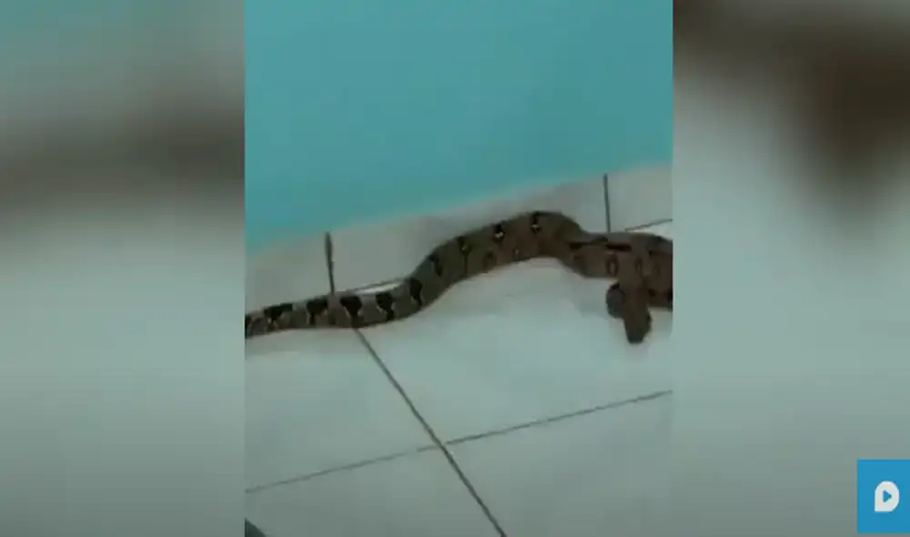 Desliza hacia la izquierda para ver las imágenes del video viral. Foto: captura de YouTube.