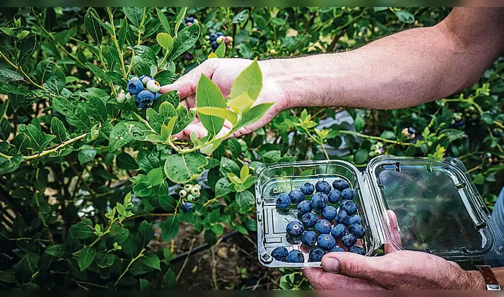 Exportaciones de arándanos llegarán a 76 mil toneladas por US$ 600 millones