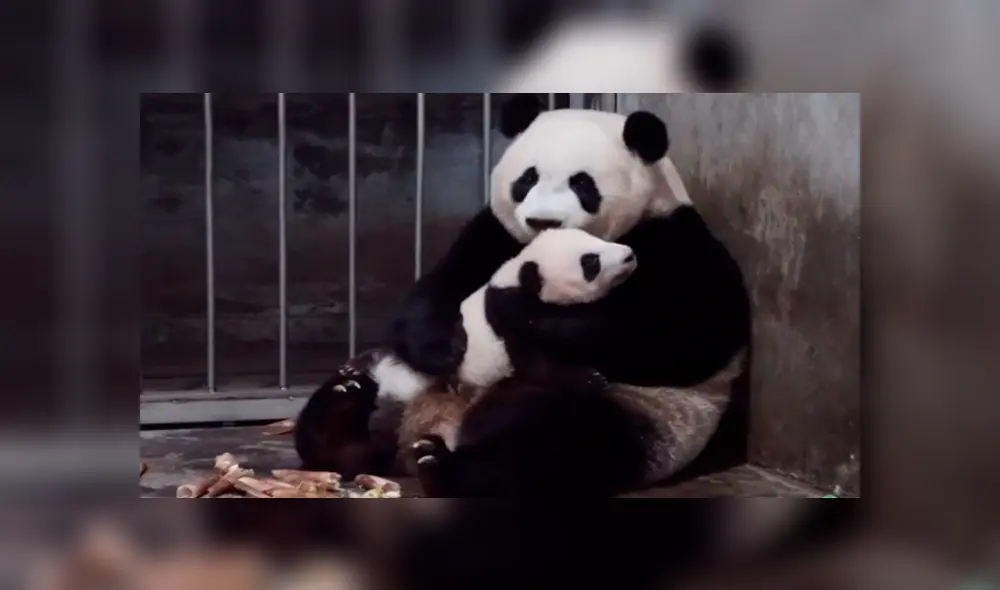 En YouTube, una mamá oso panda brindó unas emotivas caricias a su pequeña cría dentro de un recinto. En YouTube, una mamá oso panda brindó unas emotivas caricias a su pequeña cría dentro de un recinto.