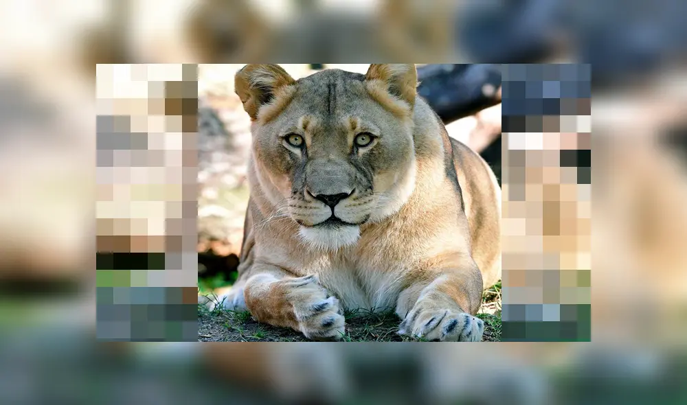 León es sacrificado y su pareja muere de misteriosa forma en el interior de foso [VIDEO]