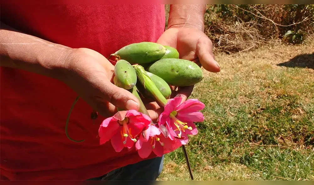 Tumbo: fruto con bondades curativas y afrodisiacas 