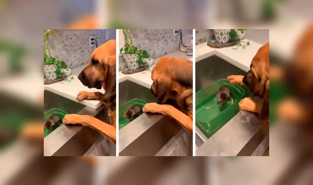 En YouTube, un perro se emocionó al conocer su ‘nuevo amigo’ que adoptó su dueño en un albergue. En YouTube, un perro se emocionó al conocer su ‘nuevo amigo’ que adoptó su dueño en un albergue.