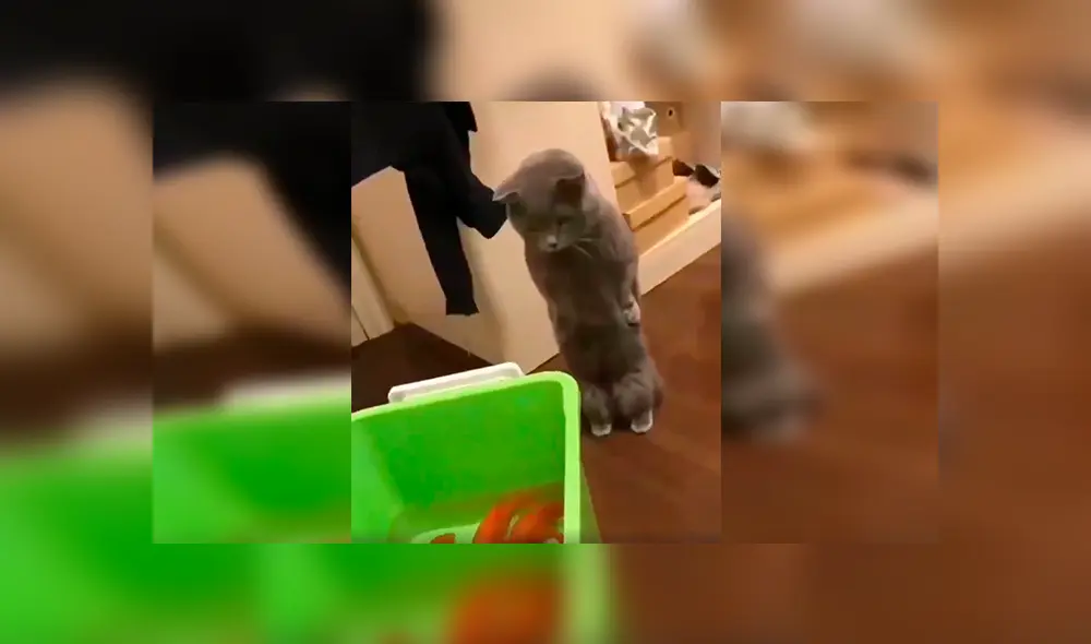 En Facebook, un joven compró unos peces como mascotas y no imaginó que su gato los quería devorar.