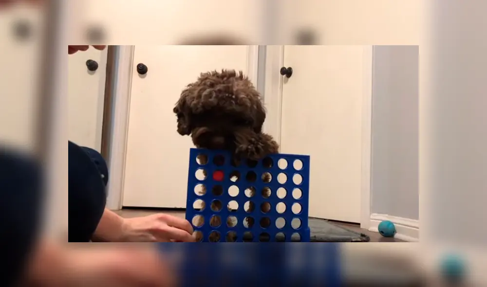 En Facebook, un perro jugó Connect 4 junto a su cuidadora y este sorprendió con sus habilidades. En Facebook, un perro jugó Connect 4 junto a su cuidadora y este sorprendió con sus habilidades.