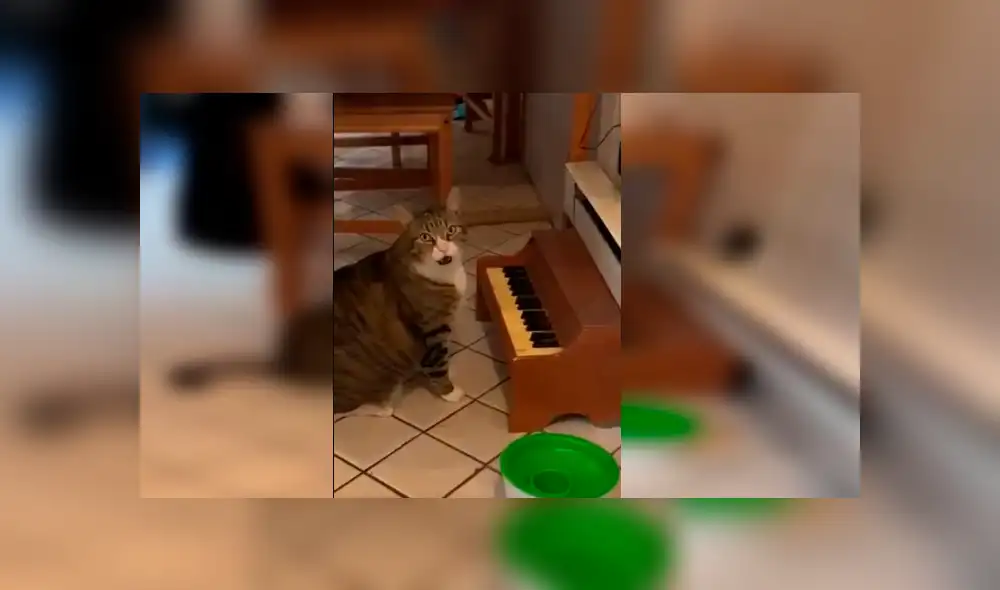 Desliza hacia la izquierda para ver más del video viral. Fotocaptura: Twitter Desliza hacia la izquierda para ver más del video viral. Fotocaptura: Twitter