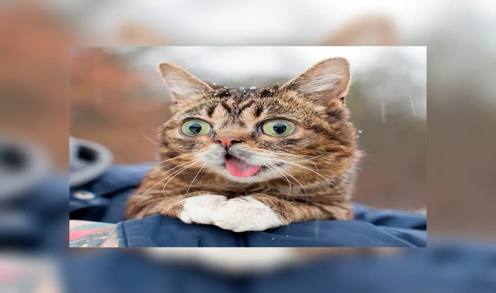 La gatita tenía millones de seguidores en redes sociales como Facebook e Instagram. Fuente: Facebook. La gatita tenía millones de seguidores en redes sociales como Facebook e Instagram. Fuente: Facebook.