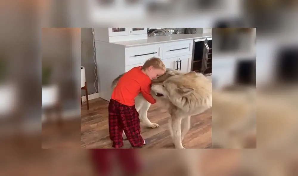 En YouTube, un pequeño sorprendió al seguir las indicaciones de un gigantesco lobo que le enseñaba aullar.
