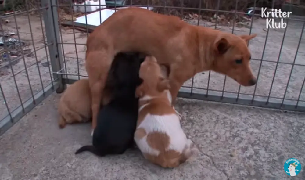 Desliza hacia la izquierda para ver las tiernas imágenes de Nureong y su desmedido amor de madre. Foto: captura de YouTube Desliza hacia la izquierda para ver las tiernas imágenes de Nureong y su desmedido amor de madre. Foto: captura de YouTube