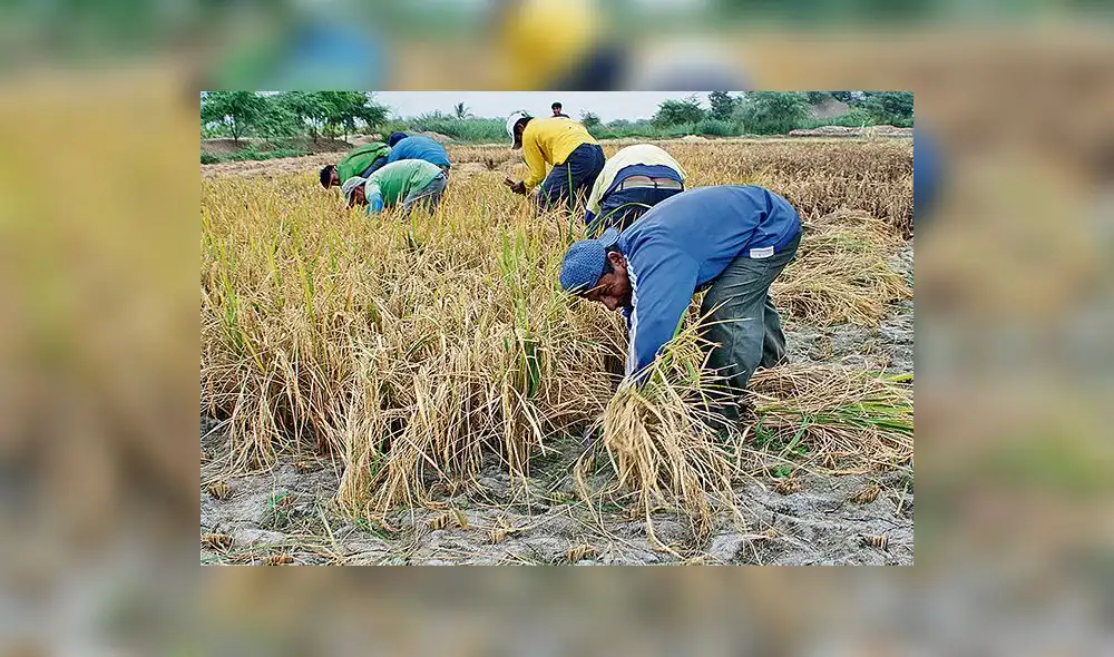 Piura: Piden incrementar fondos de Agrobanco para atender a pequeños productores