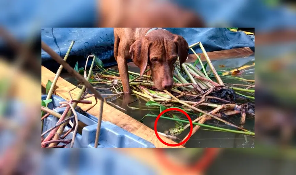 Desliza las imágenes para observar la inesperada acción de un sapo para escapar de las garras de un perro. Foto: Captura. Desliza las imágenes para observar la inesperada acción de un sapo para escapar de las garras de un perro. Foto: Captura.