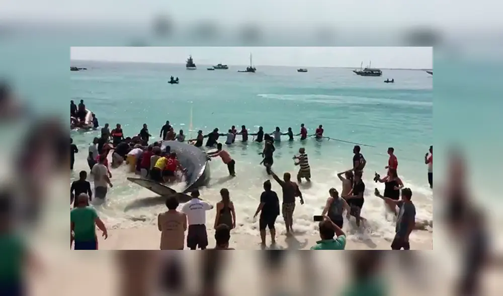 En Facebook, el rescate que hicieron un grupo de bañistas a una ballena se ha viralizado. En Facebook, el rescate que hicieron un grupo de bañistas a una ballena se ha viralizado.