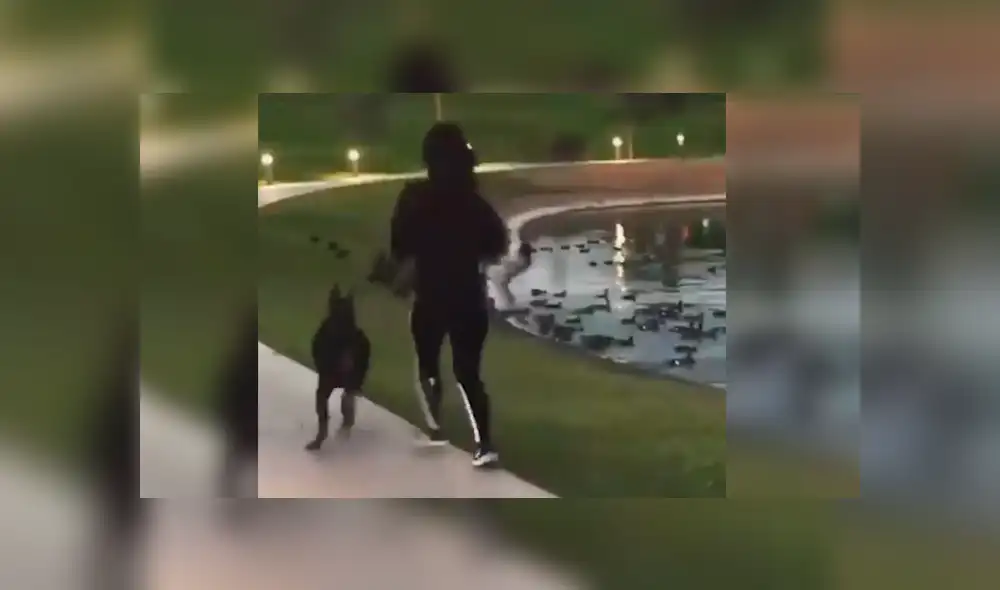 Facebook: Perro dejó en ridículo a su dueña tras querer atrapar unas palomas