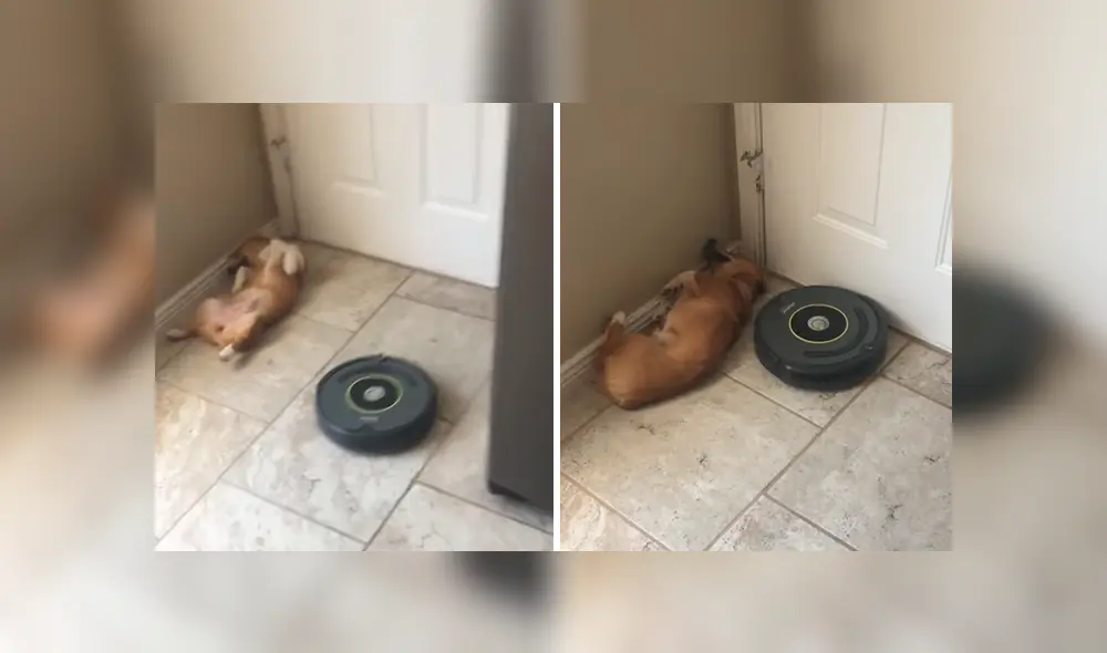 Video es viral en Facebook. Mujer intentó levantar a su perra dormida de una forma peculiar y no pudo contener las carcajadas al ver su hilarante comportamiento