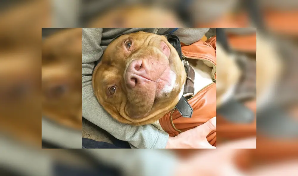 Desliza las imágenes hacia la izquierda para conocer la emotiva historia de un perro que fue acogido de un refugio. Foto: Lisa Reilly. Desliza las imágenes hacia la izquierda para conocer la emotiva historia de un perro que fue acogido de un refugio. Foto: Lisa Reilly.