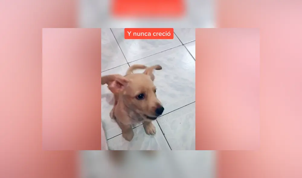 Desliza las imágenes para descubrir la verdadera raza de este presunto perro golden retriever. Foto: Elvia Mejía/TikTok Desliza las imágenes para descubrir la verdadera raza de este presunto perro golden retriever. Foto: Elvia Mejía/TikTok