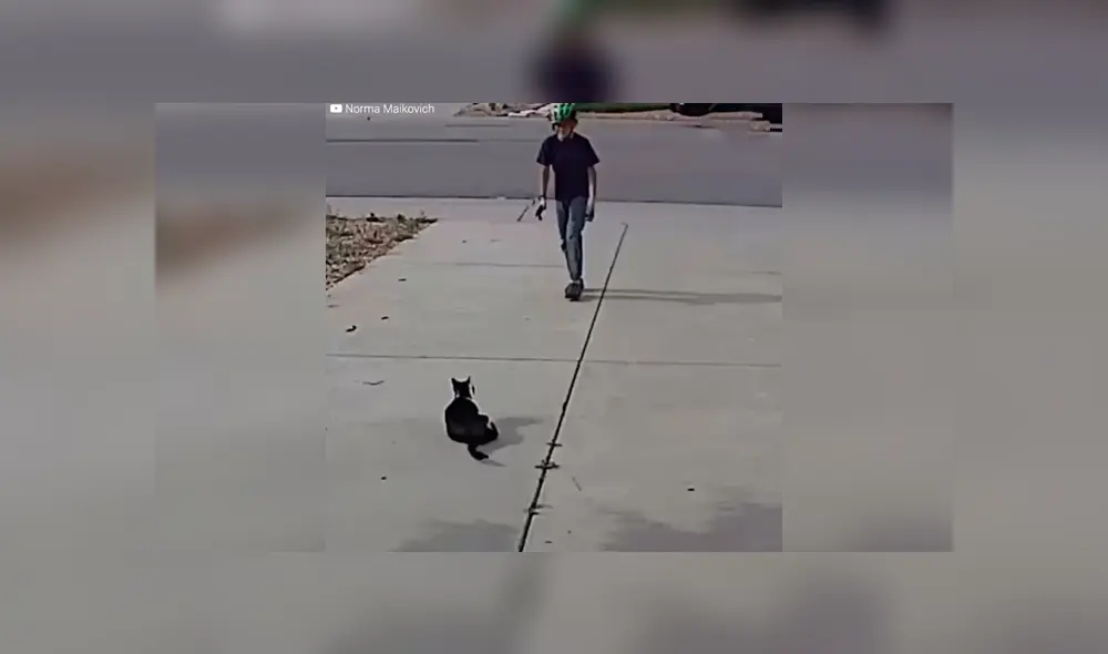 Desliza para ver fotos del gato que conmovió a todos en YouTube. Foto: Captura.