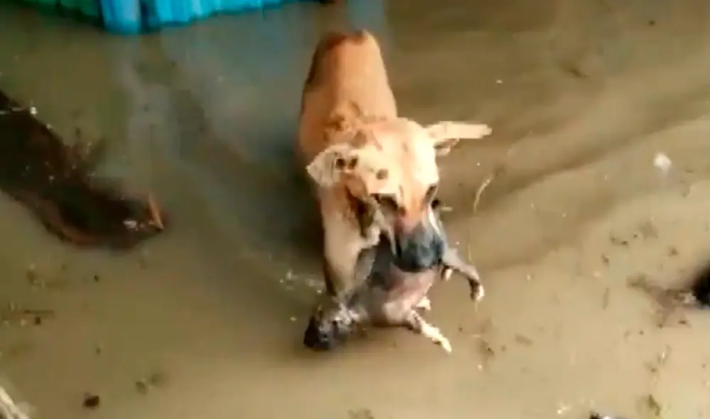 La aldea donde se encuentra la perrita viene sufriendo inundaciones por las intensas lluvias. Foto: ANI / Twitter La aldea donde se encuentra la perrita viene sufriendo inundaciones por las intensas lluvias. Foto: ANI / Twitter