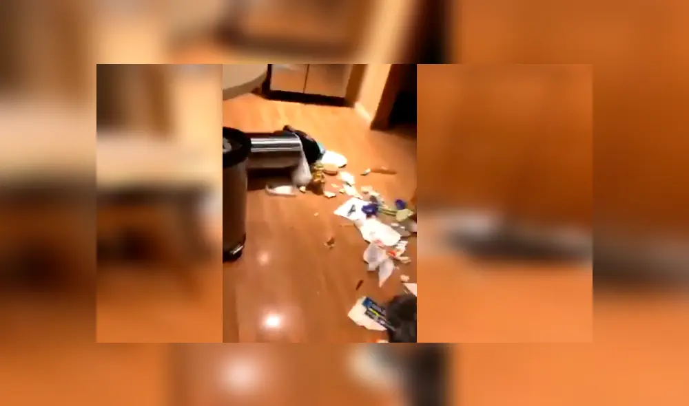 El can desató miles de carcajadas en Facebook con su gracioso comportamiento al ver a su dueño llegando a casa