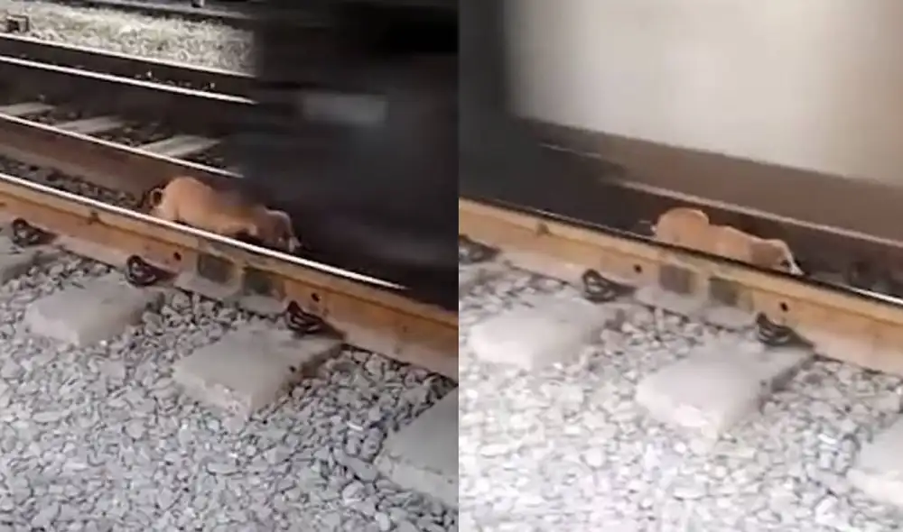 Desliza las imágenes para ver cómo concluye la aventura del perrito callejero. Foto: YouTube Desliza las imágenes para ver cómo concluye la aventura del perrito callejero. Foto: YouTube