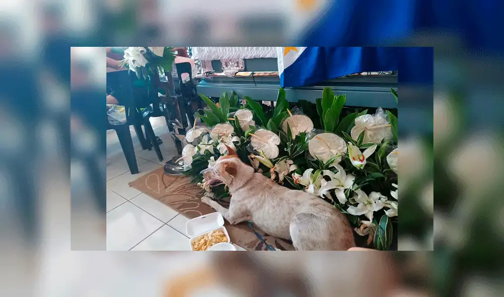 Facebook: Perro acompaña ataúd de profesor que lo cuidó en escuela de Filipinas [FOTOS]