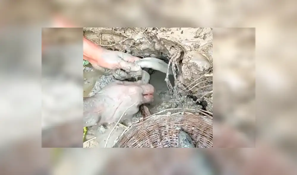 Facebook viral: descubre extraños peces tras introducir sus manos en fosa de lodo [VIDEO]