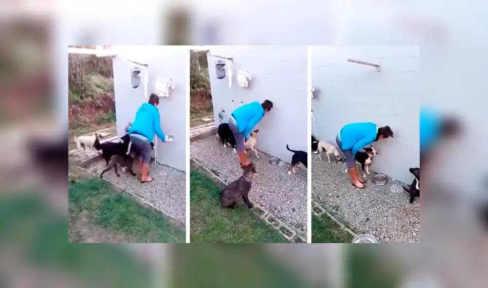 Facebook viral: perros se comportan de forma educada cuando dueña les da la comida [VIDEO]