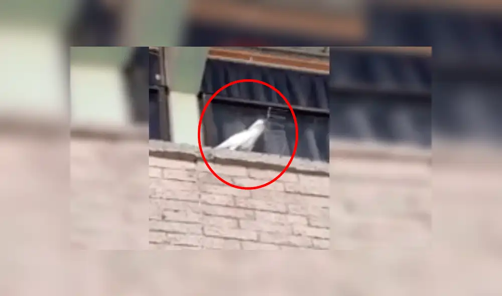 Enfurecida cacatúa saca las púas antiaves de un edificio y los lanza a peatones [VIDEO]
