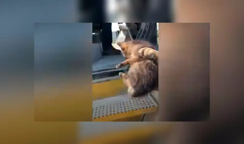 Desliza las imágenes para conocer la verdadera raza de un animal que fue rescatado por un joven. Foto: Caters Clips. Desliza las imágenes para conocer la verdadera raza de un animal que fue rescatado por un joven. Foto: Caters Clips.