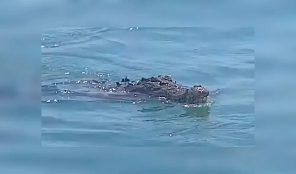 Hombre pesca en río, sin imaginar que peligrosa criatura saldría a atacarlo [VIDEO] 