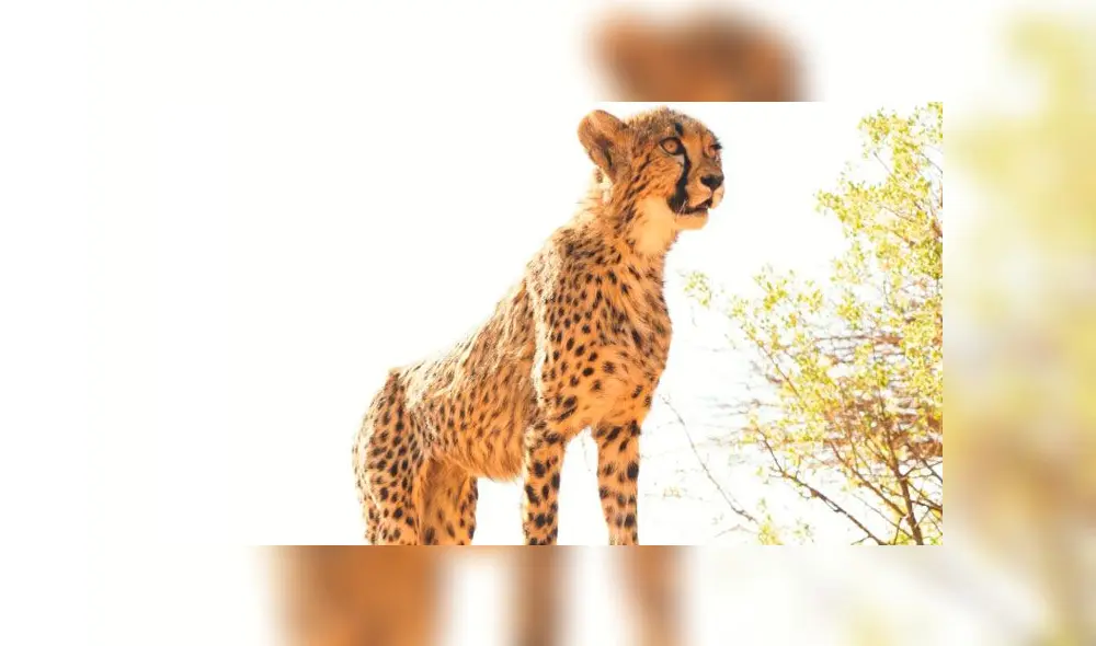 Guepardos: los esfuerzos por salvar al mamífero más rápido y “elegante” del mundo Guepardos: los esfuerzos por salvar al mamífero más rápido y “elegante” del mundo