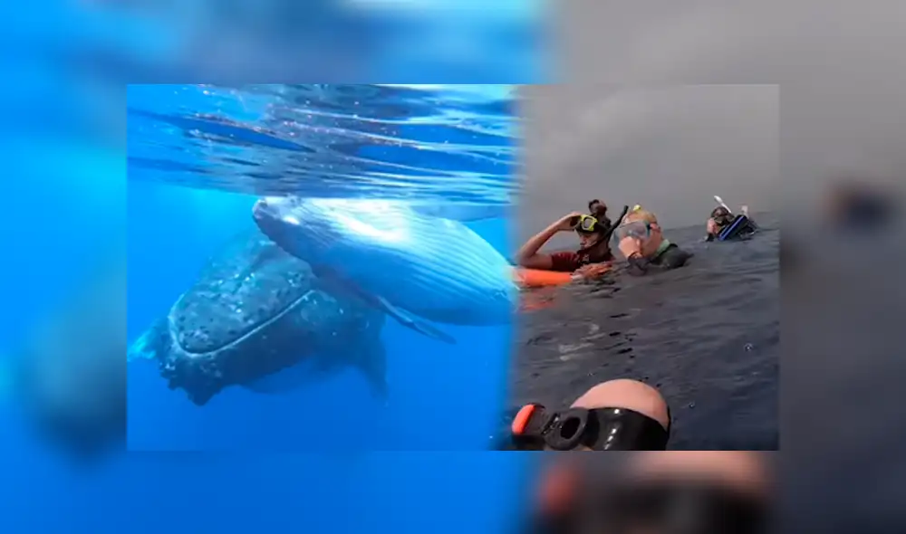 Un video viral de Facebook muestra el momento en que un grupo de turistas nadan al lado de gigantescas ballenas jorobadas en Estados Unidos. Un video viral de Facebook muestra el momento en que un grupo de turistas nadan al lado de gigantescas ballenas jorobadas en Estados Unidos.