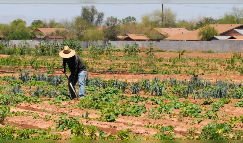 Minagri aprueba protocolos para actividades ganadera, agrícola y forestal Minagri aprueba protocolos para actividades ganadera, agrícola y forestal