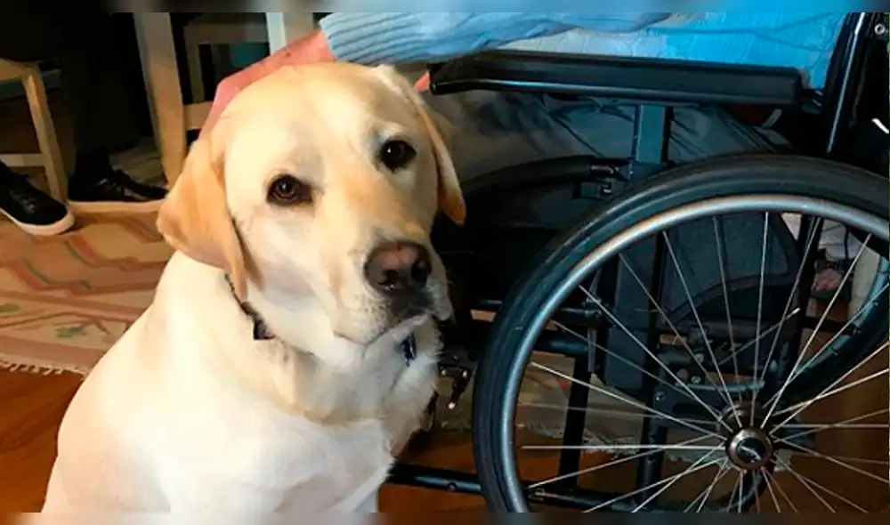 Estados Unidos: la conmovedora foto de Sully, el perro del expresidente George H.W. Bush [FOTOS]