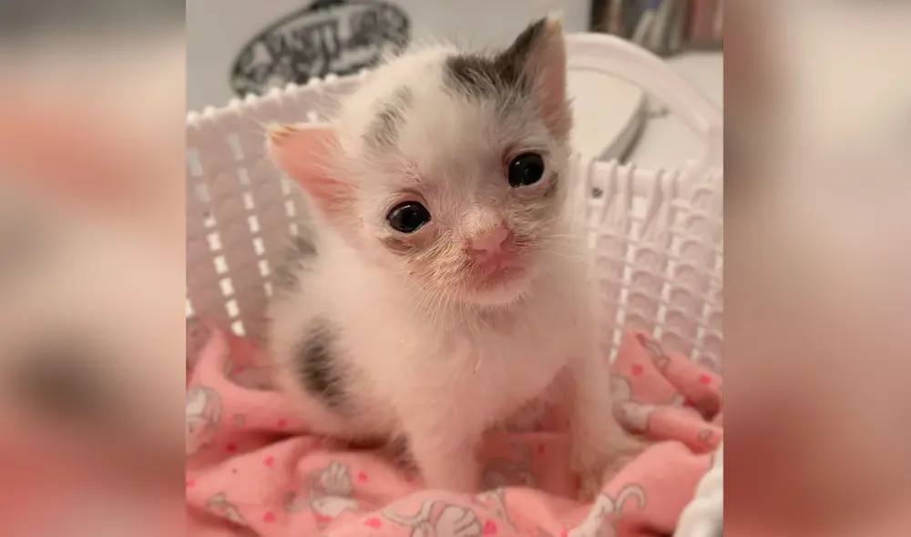 Desliza las imágenes para conocer la historia de una gatita que sobrevivió con la ayuda de una voluntaria de un albergue. Foto: Fostermotherofkittens/Facebook Desliza las imágenes para conocer la historia de una gatita que sobrevivió con la ayuda de una voluntaria de un albergue. Foto: Fostermotherofkittens/Facebook