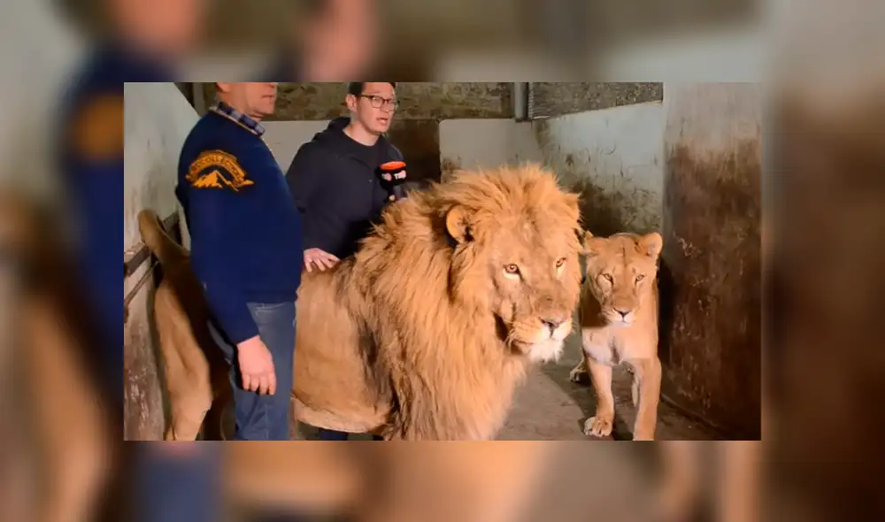 YouTube viral: leones aparecen mientras reportero entrevista a cuidador y sucede esto [VIDEO]