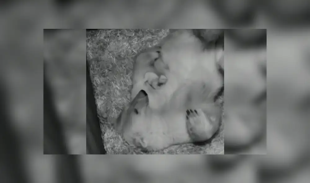 En YouTube, una osa polar tuvo un amoroso gesto con su pequeña cría y enternece a usuarios.