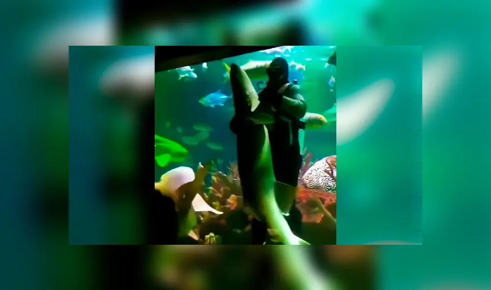 YouTube viral: buzo ingresa a acuario infestado de tiburones y se pone a bailar un ‘vals’ con uno de ellos YouTube viral: buzo ingresa a acuario infestado de tiburones y se pone a bailar un ‘vals’ con uno de ellos