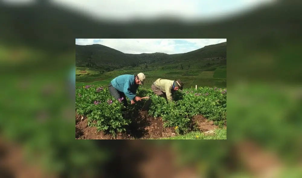Ejecutivo promulga ampliación del programa Agroideas por tres años Ejecutivo promulga ampliación del programa Agroideas por tres años