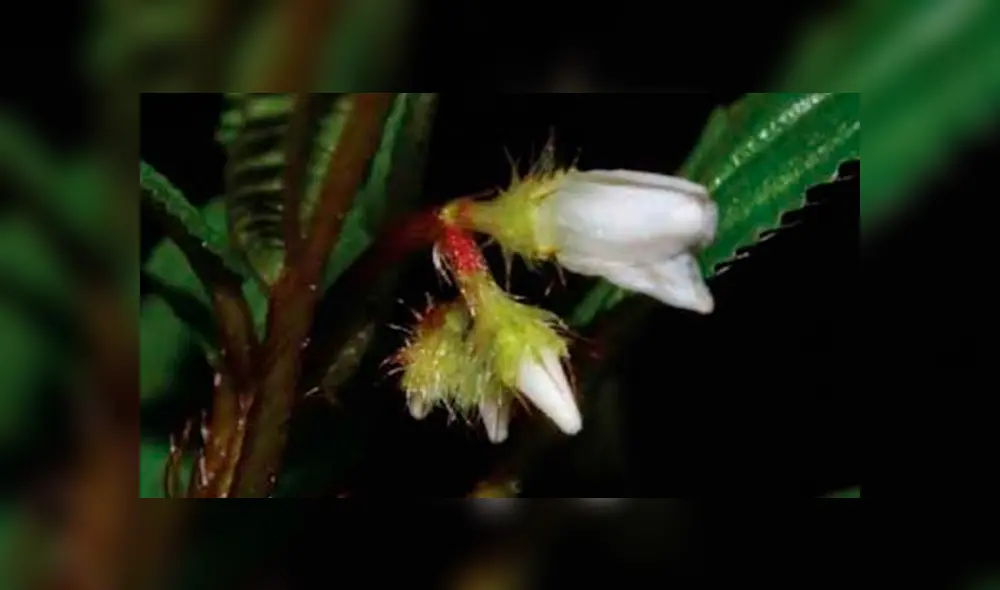 Descubren seis nuevas especies de plantas para la ciencia en parque nacional de Oxapampa [FOTOS]
