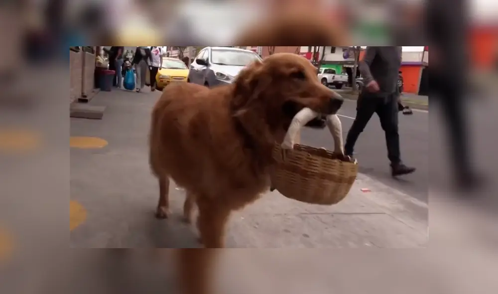 Desliza las imágenes para saber la historia de Zeus, un perro que acude a las tiendas y ayuda en casa. Foto: Primer Impacto.