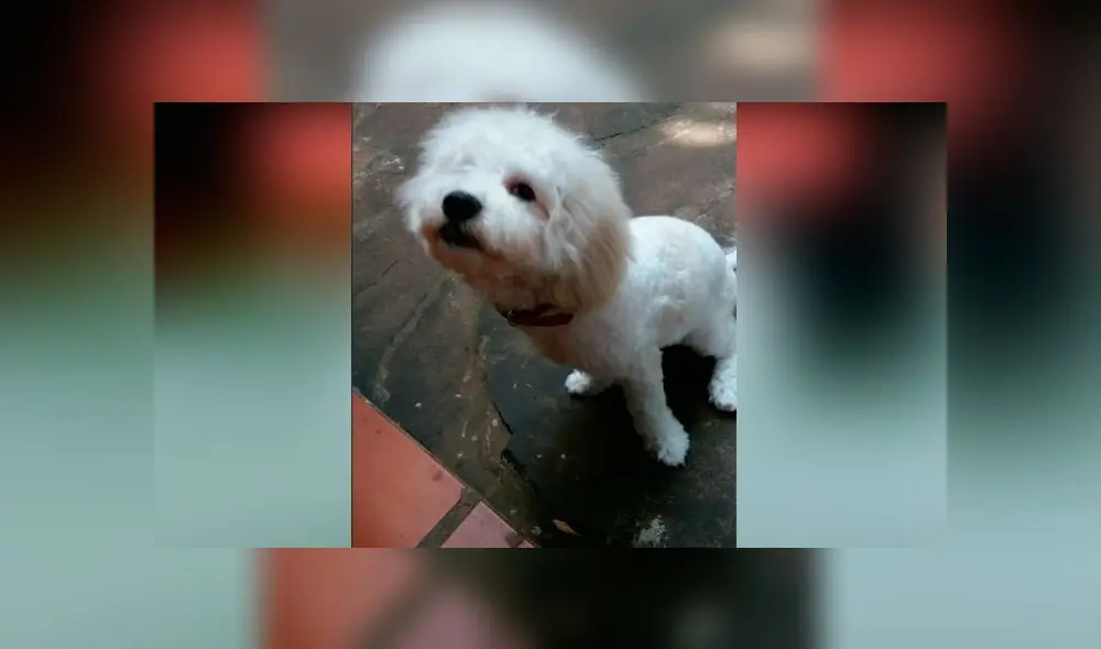 Desliza las imágenes para ver el desastroso resultado de este 'cambio de look' que le hizo a su perro. Foto: Diana Helman/TikTok