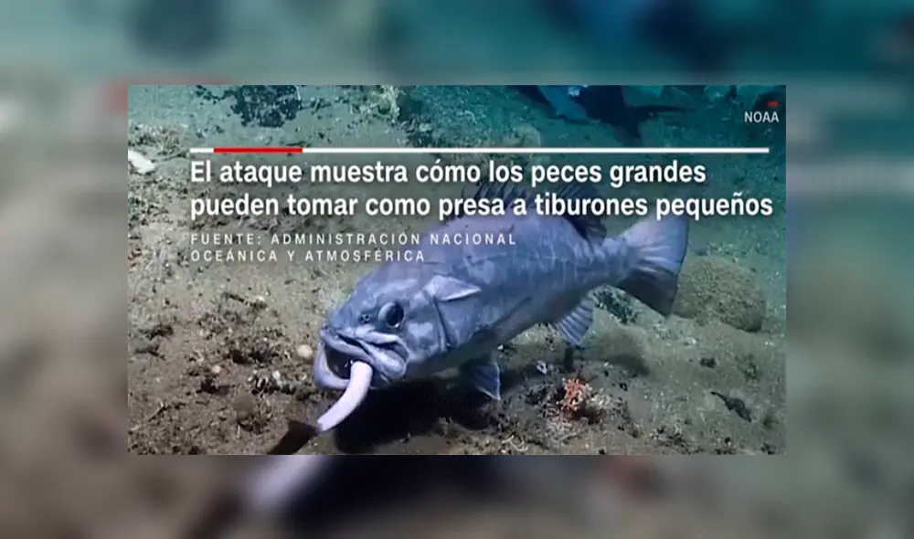 Un pez que devora por completo a tiburón aterra a usuarios en redes sociales [VIDEO]