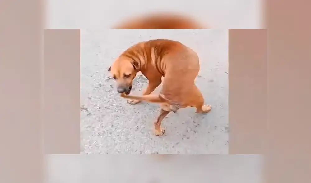 La perrita finge estar lesionada por una insólita razón que te conmoverá. Foto: captura