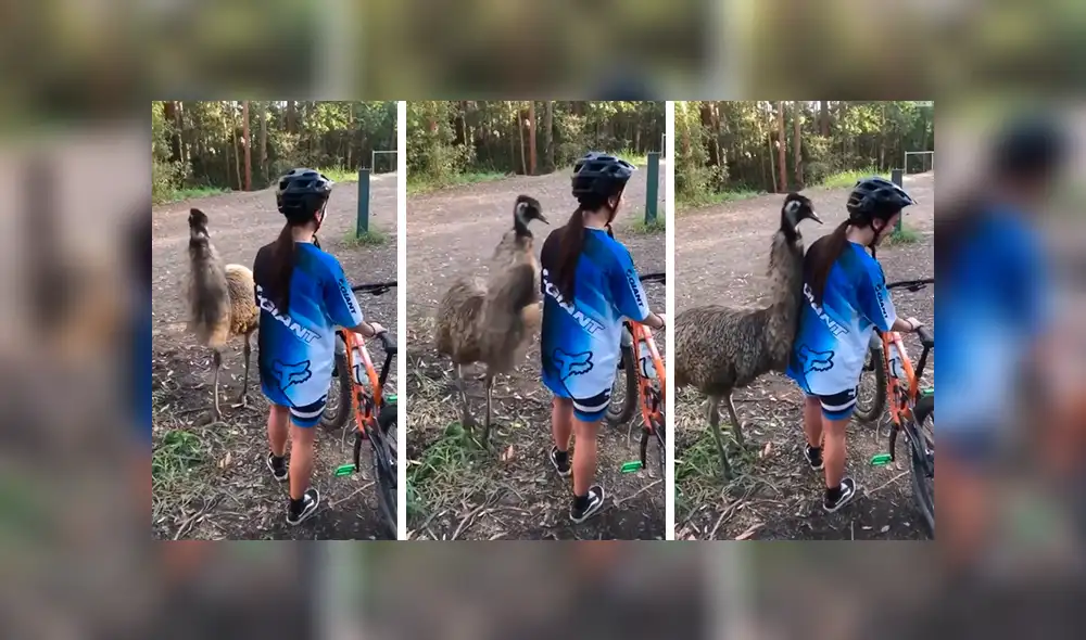 En Facebook, una chica acudió a una localidad en Australia, sin imaginar que se toparía con un gigantesco emú. En Facebook, una chica acudió a una localidad en Australia, sin imaginar que se toparía con un gigantesco emú.