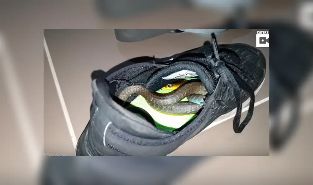 Desliza hacia la izquierda para ver al reptil que aparece en el video viral de YouTube.